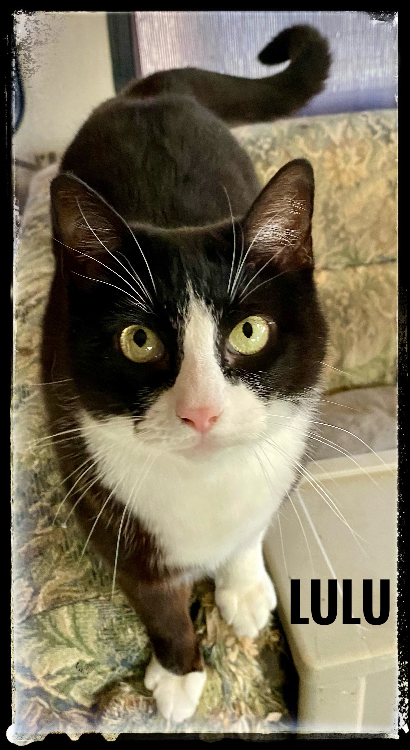Lulu