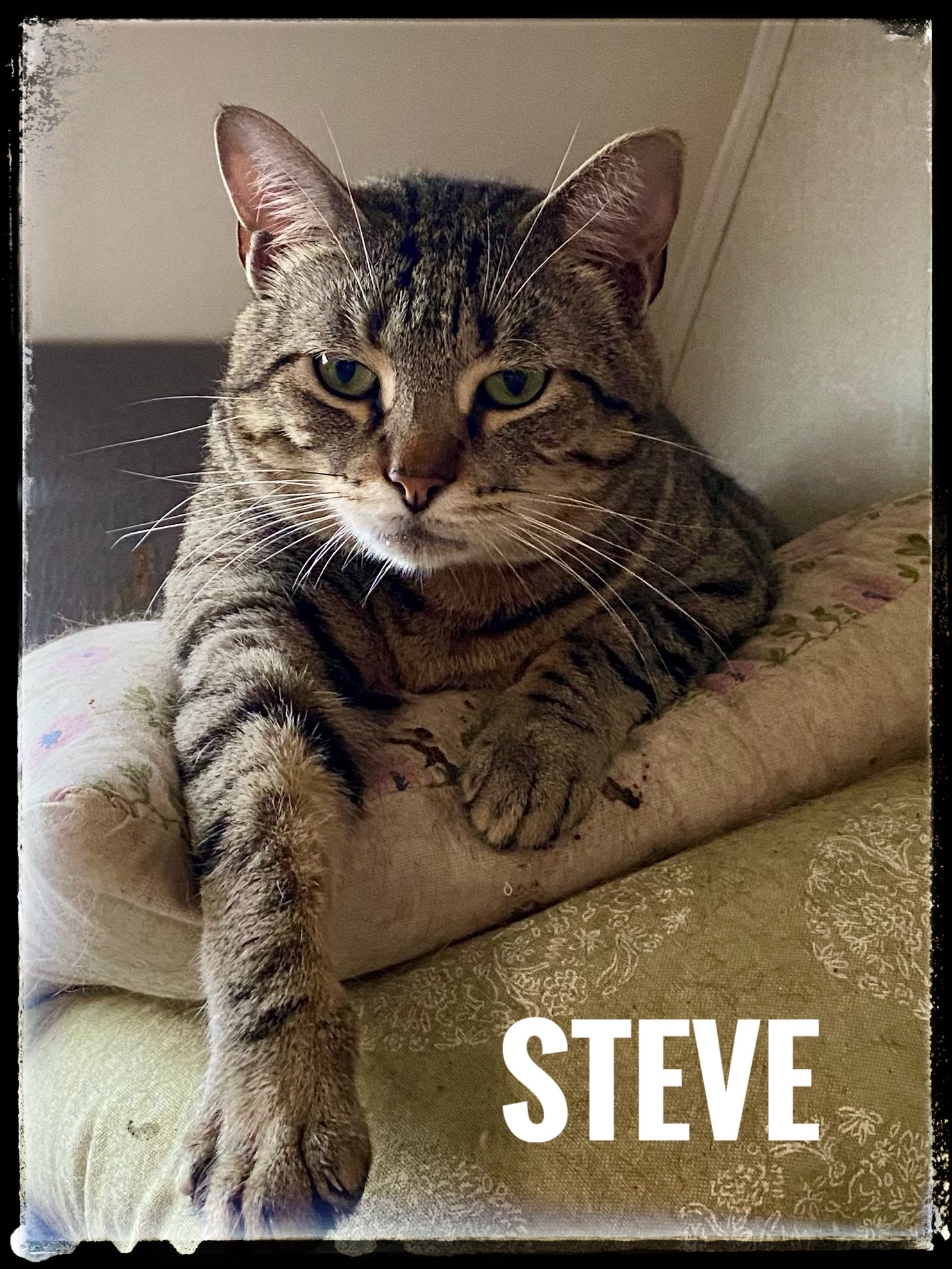 Steve