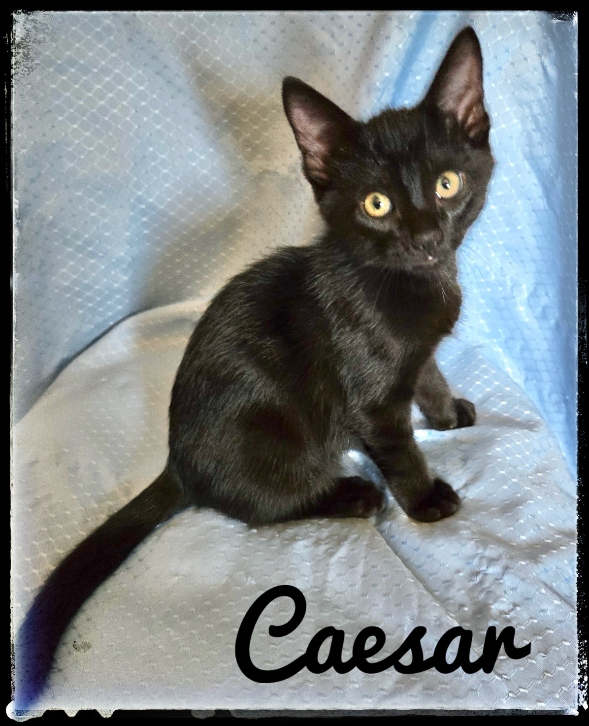Caesar