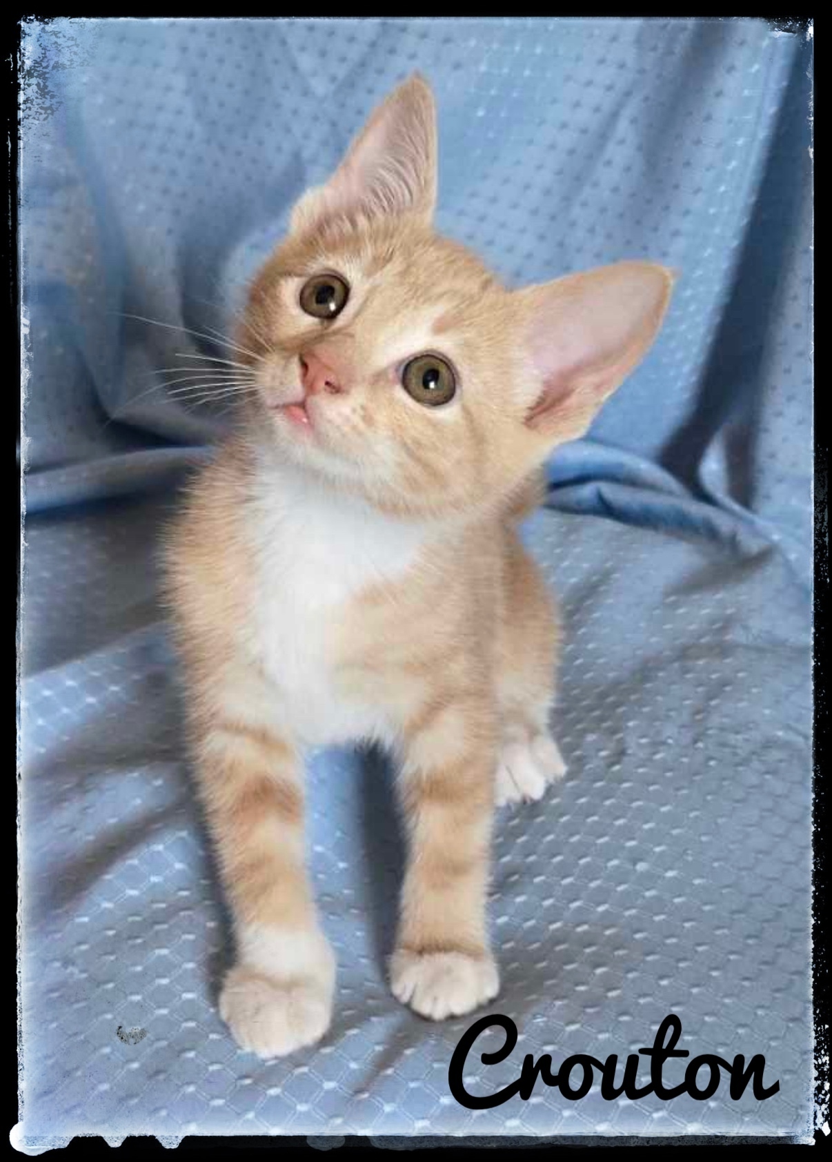 Crouton