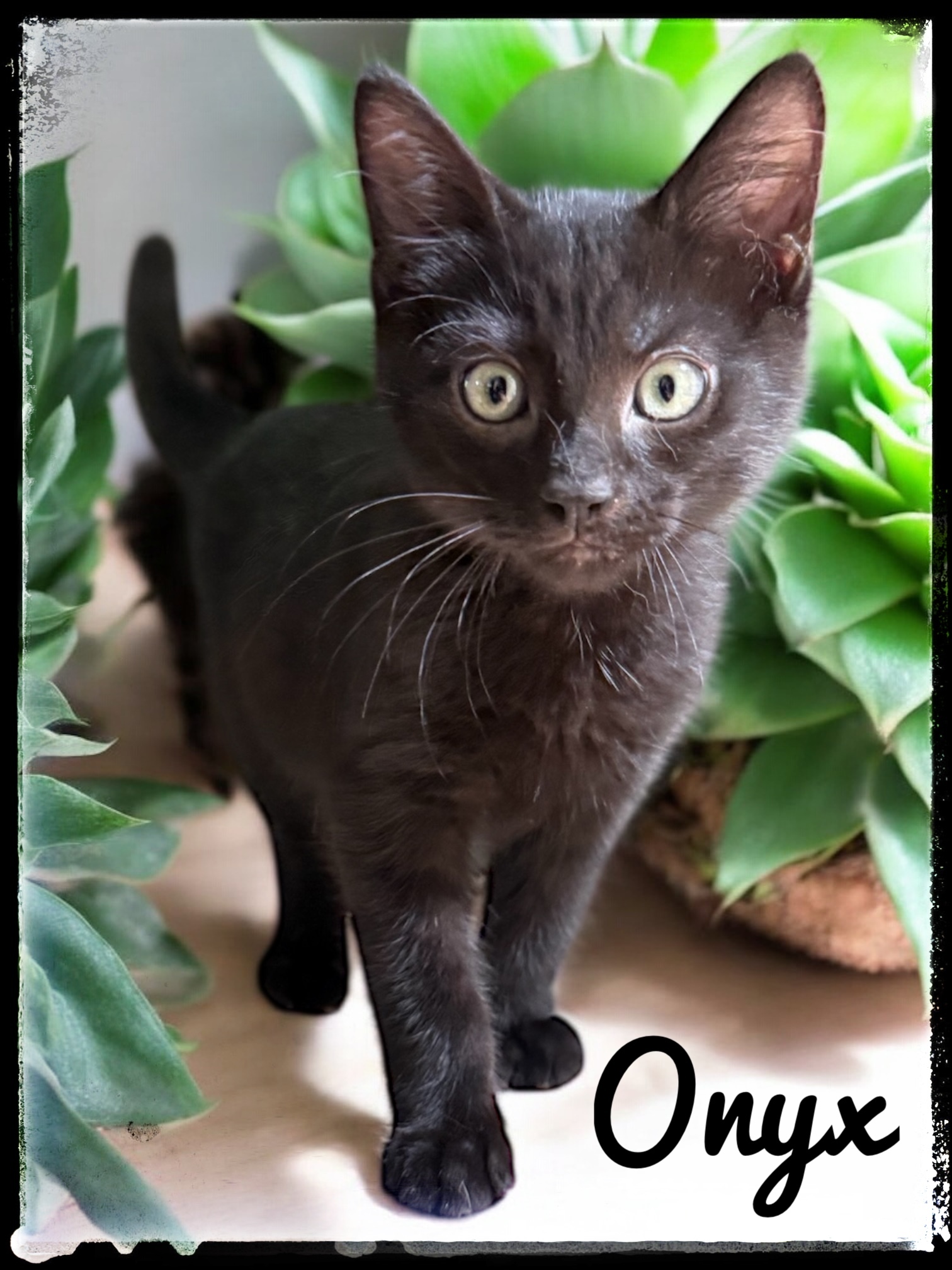Onyx