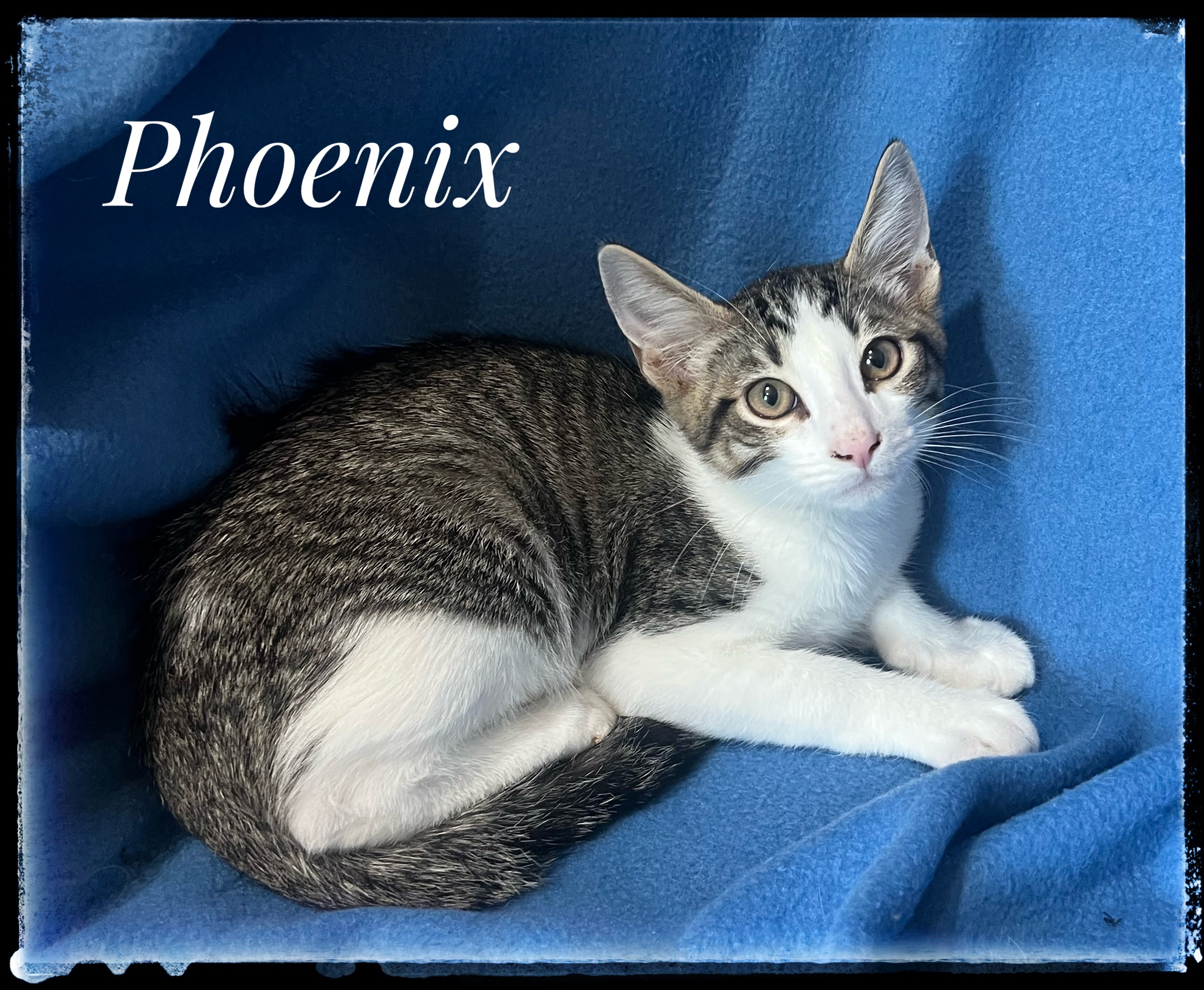 Phoenix