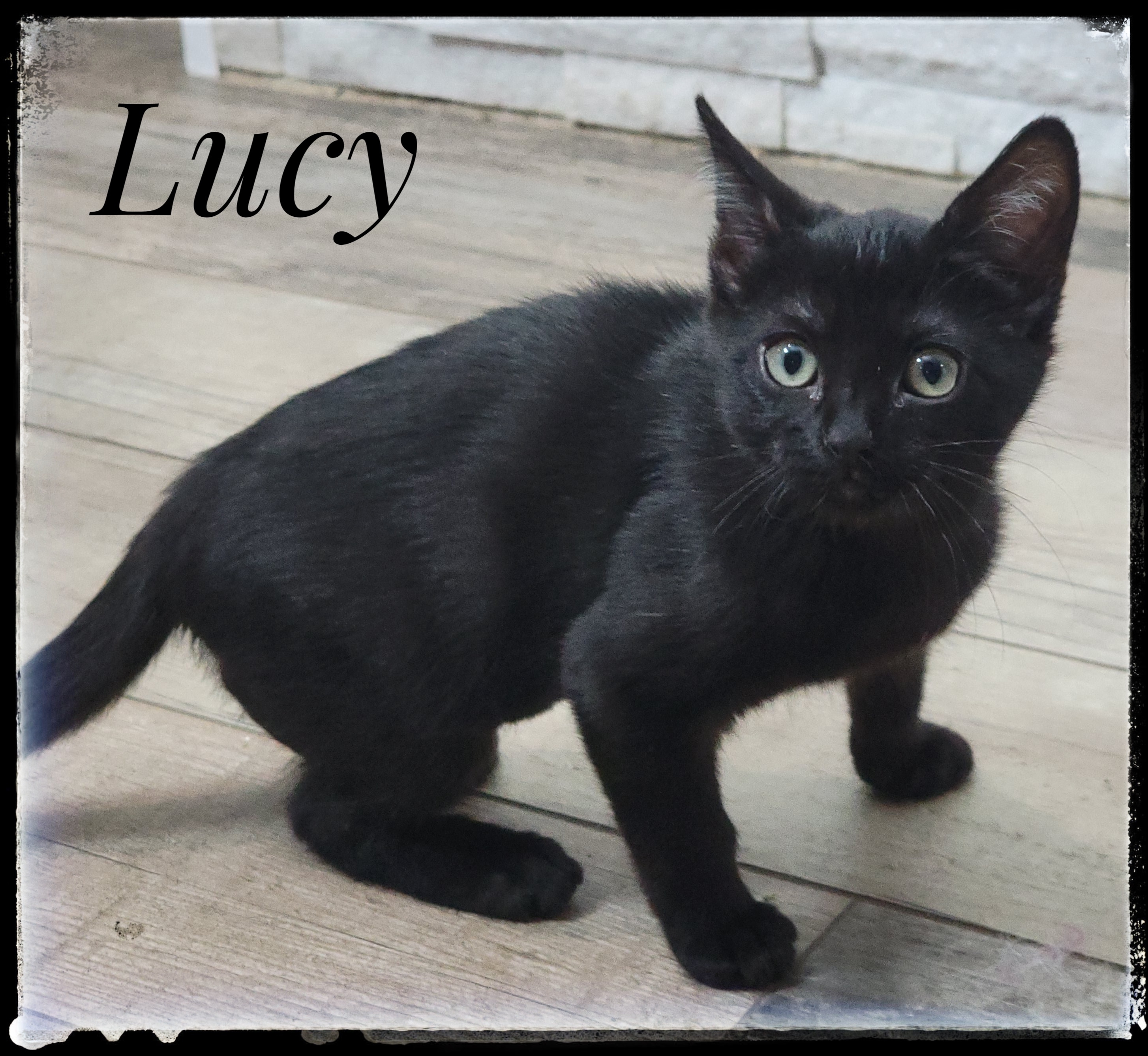 Lucy