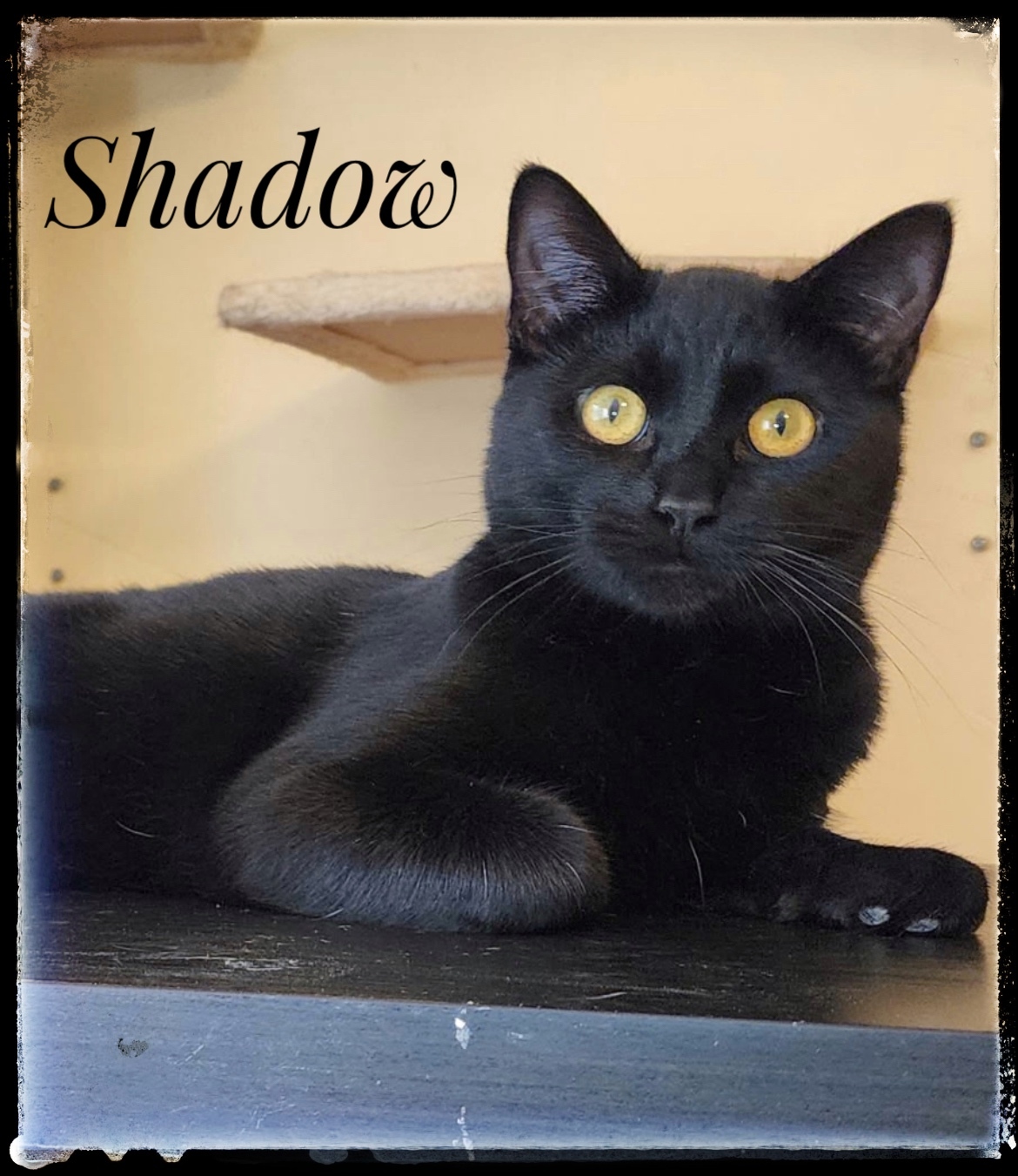 Shadow