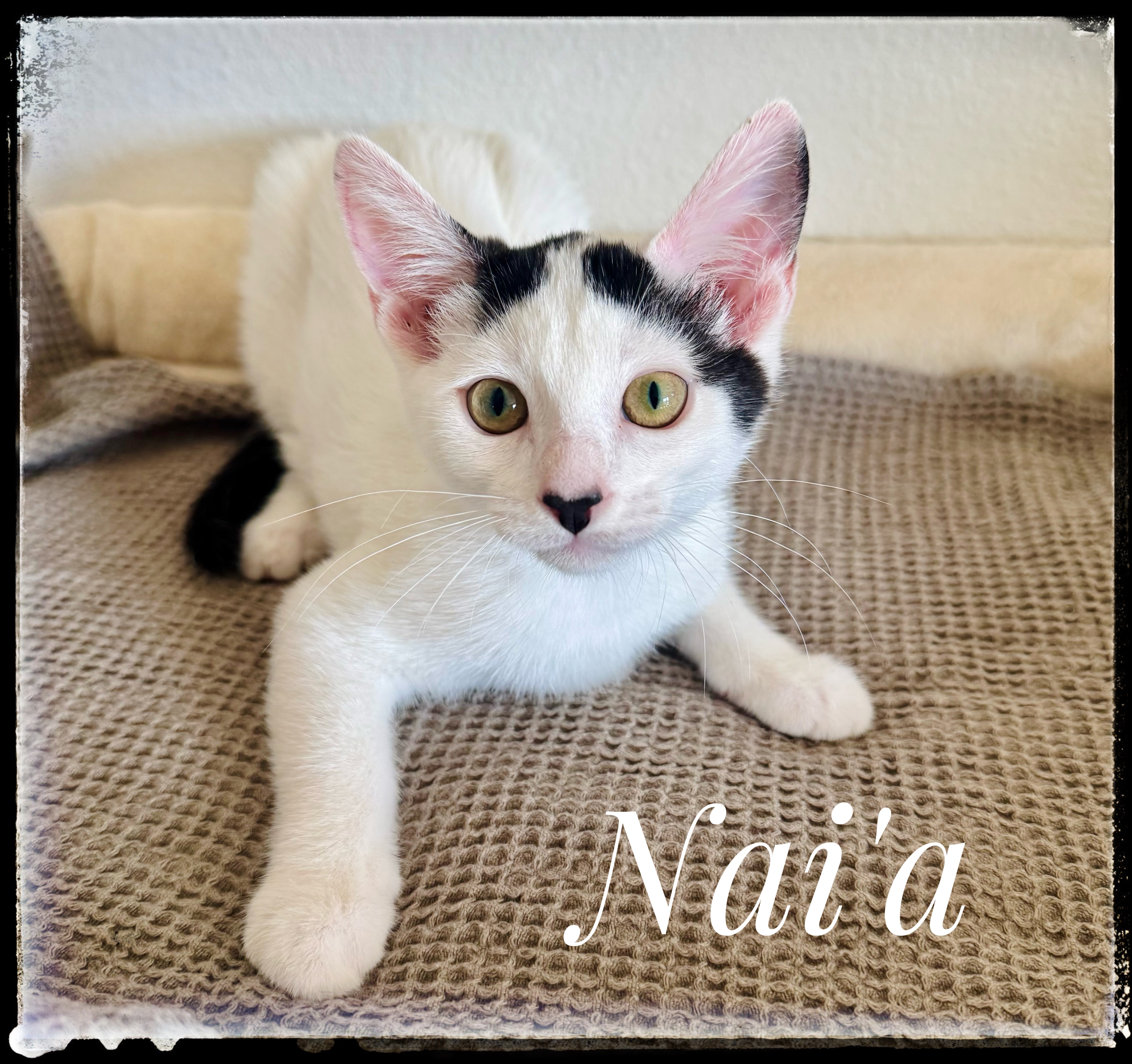 Nai'a