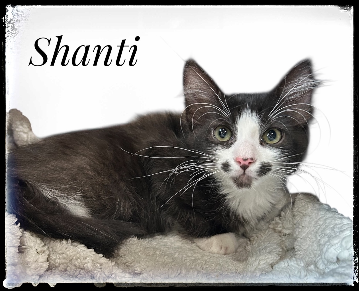 Shanti