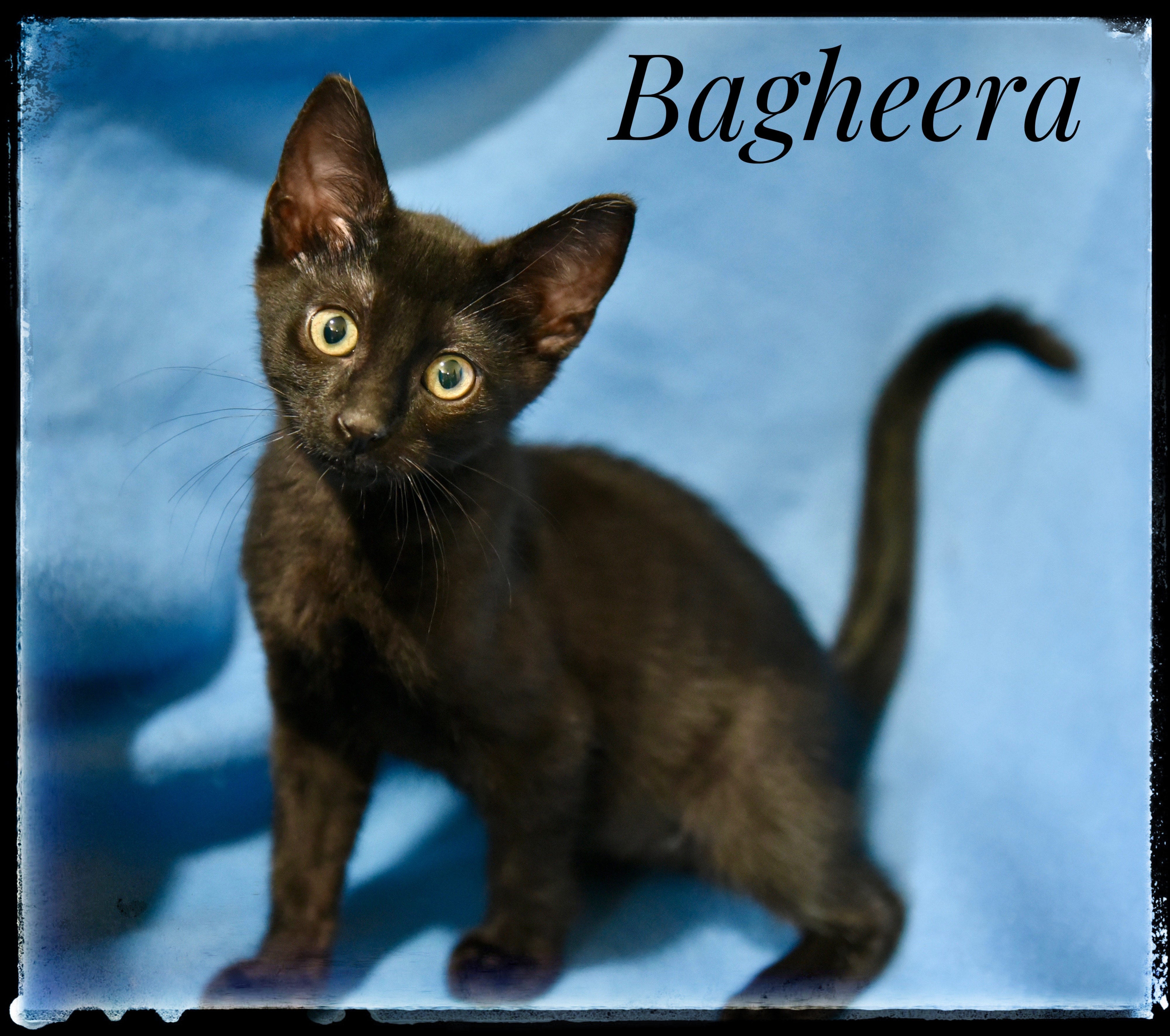 Bagheera
