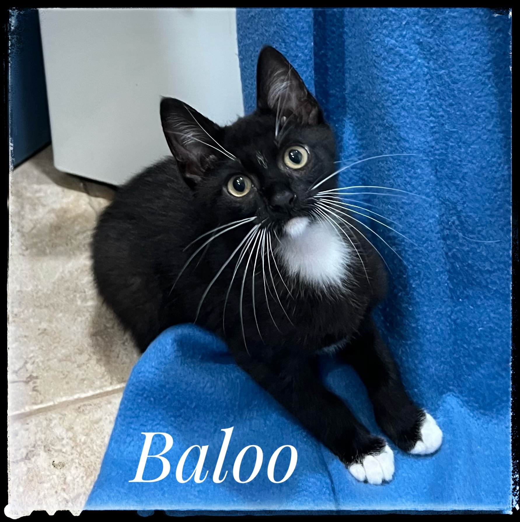 Baloo