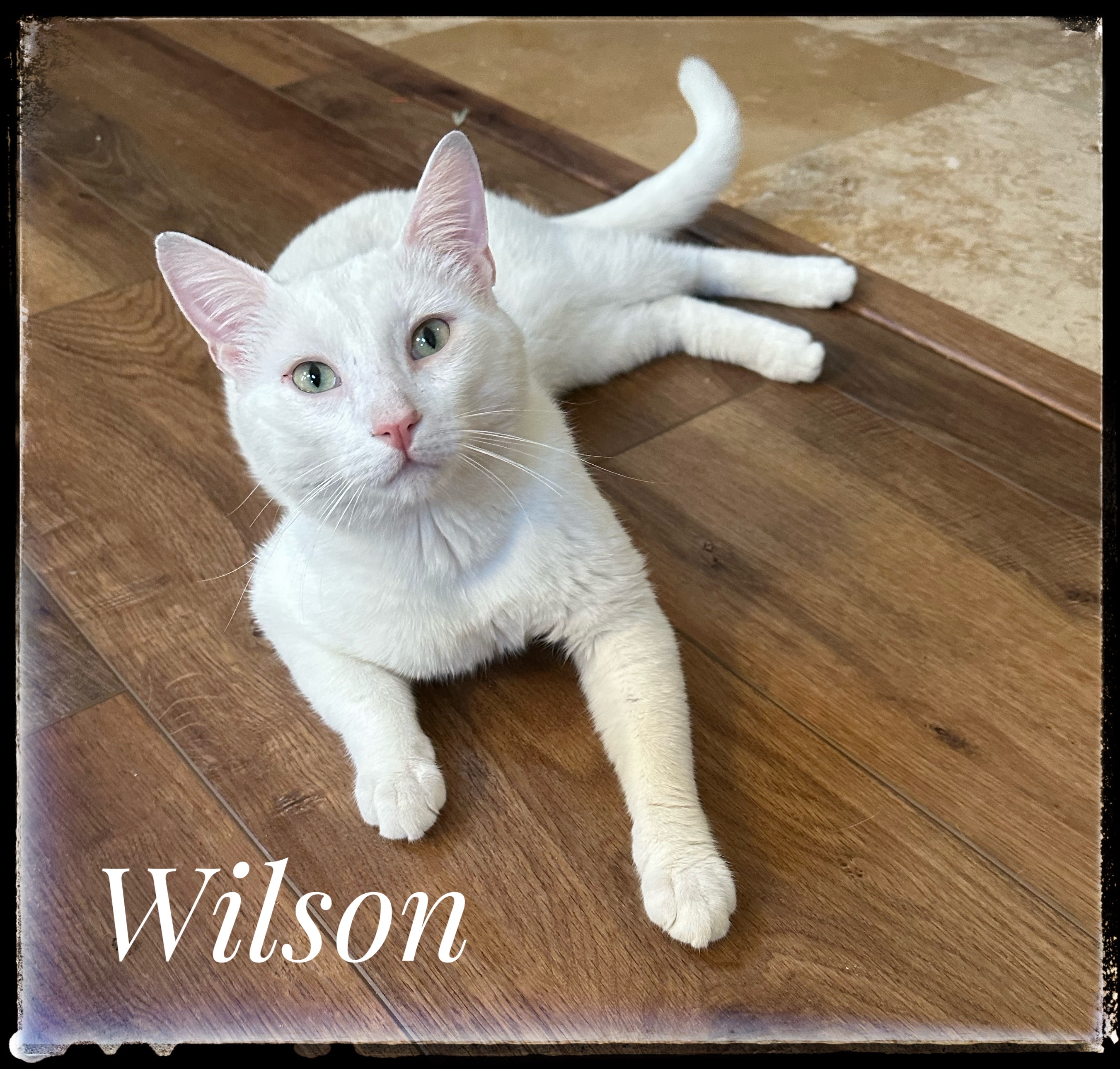 Wilson