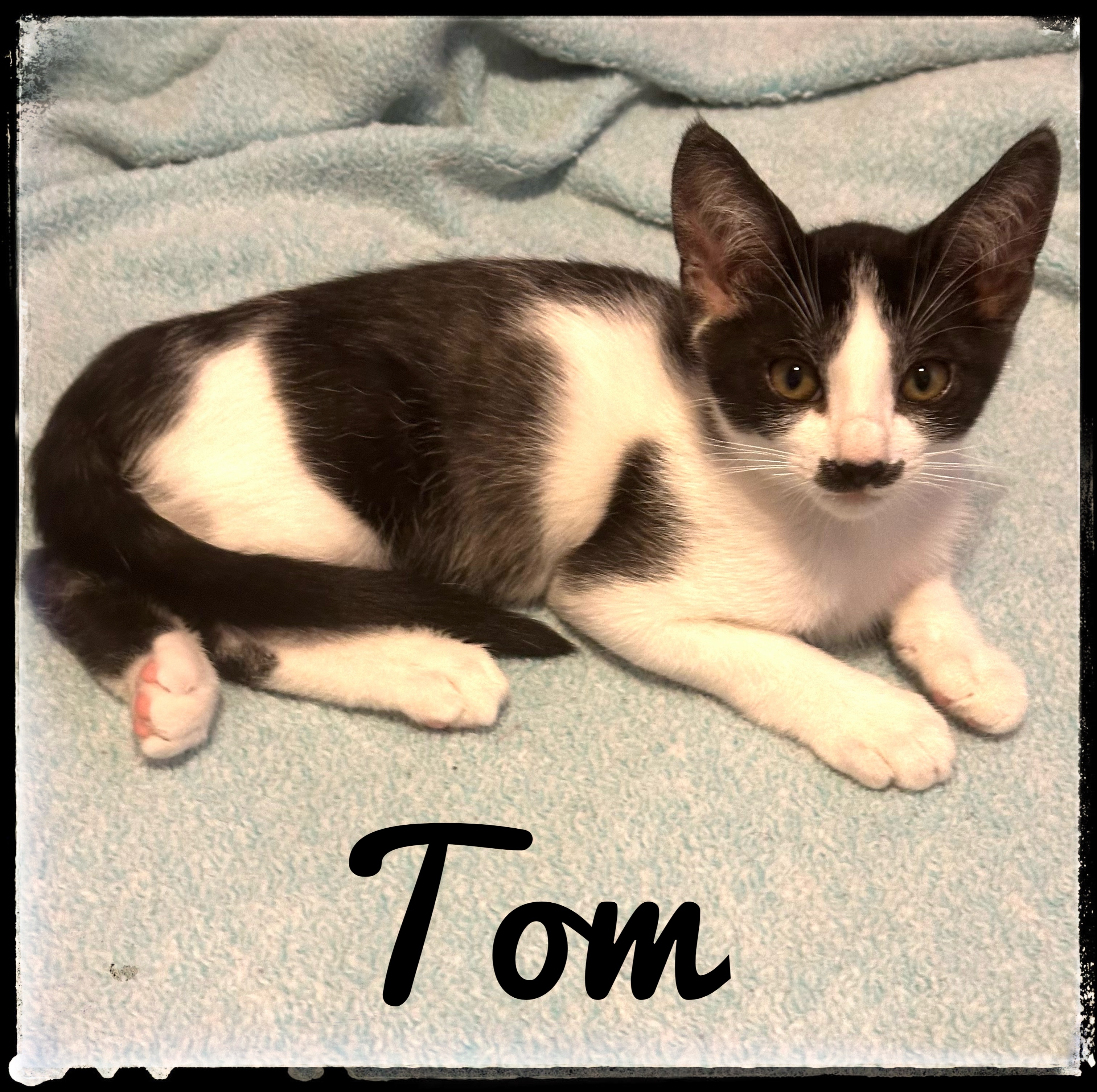 Tom