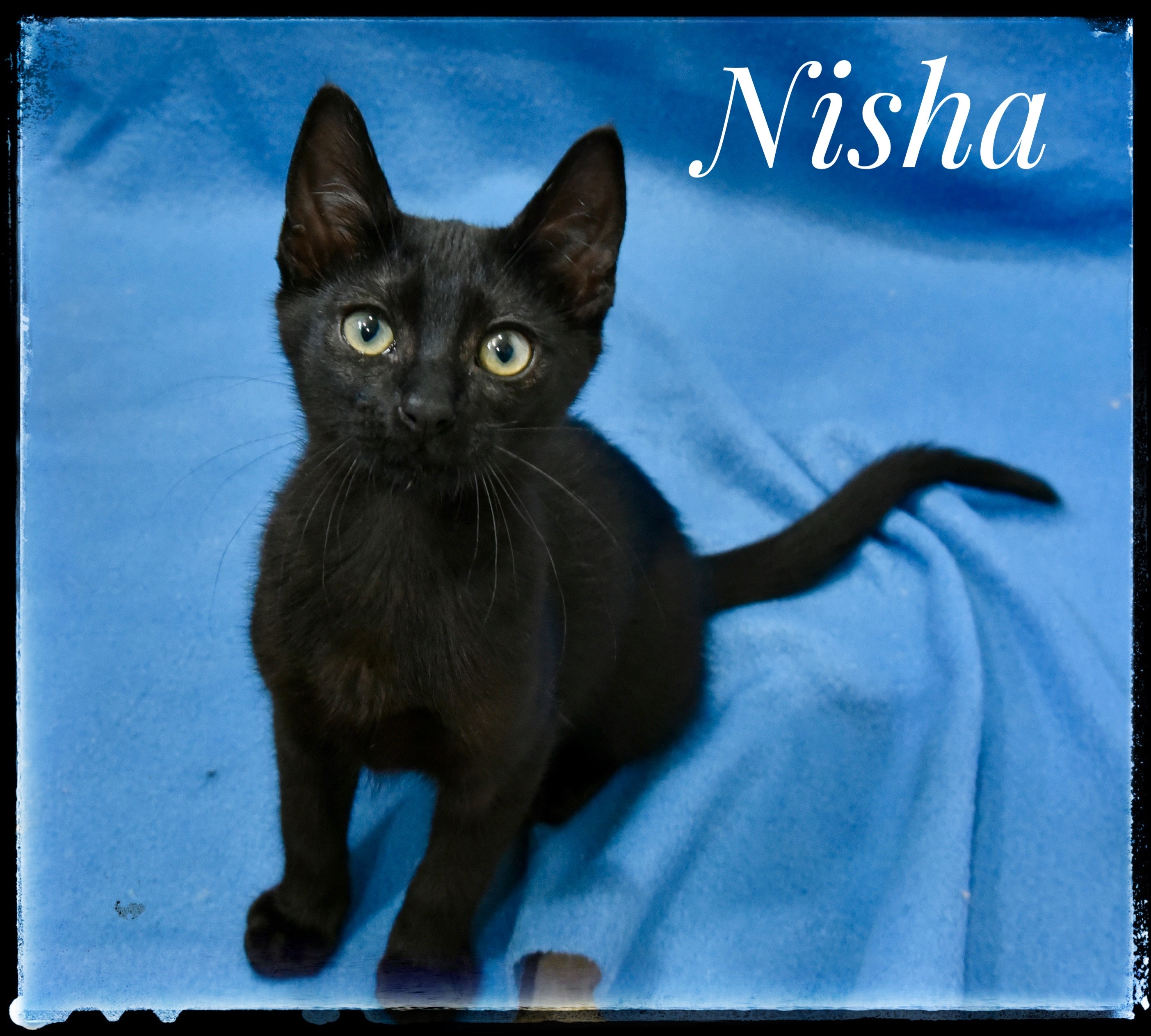 Nisha