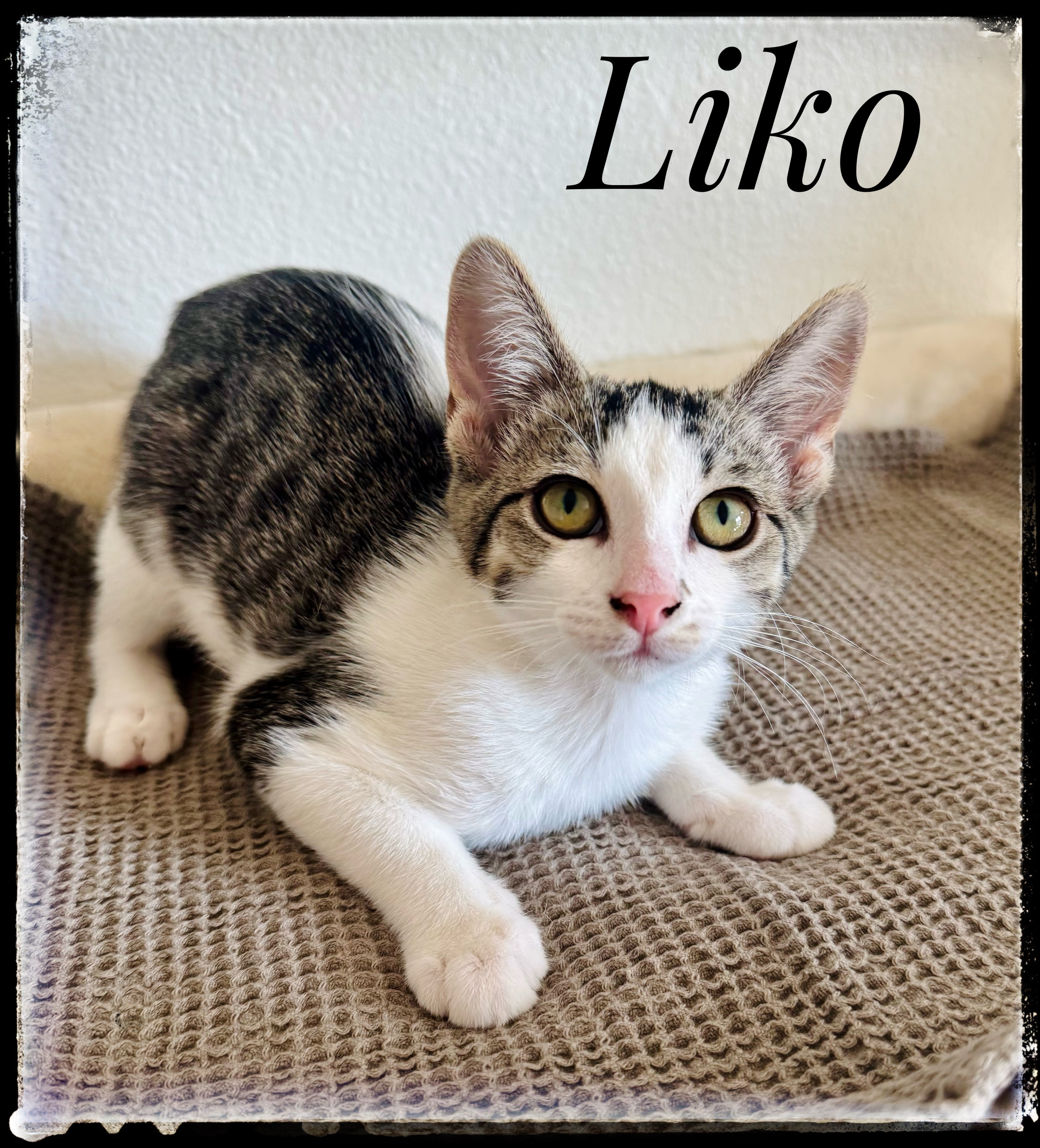 Liko