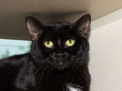 Vivienne, an adoptable Domestic Short Hair in Longmont, CO, 80501 | Photo Image 1