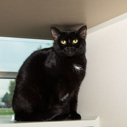 Vivienne, an adoptable Domestic Short Hair in Longmont, CO, 80501 | Photo Image 2