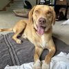 Buddy Boy photo 2