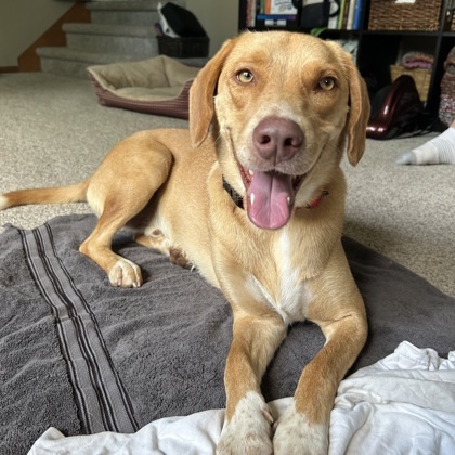Buddy Boy