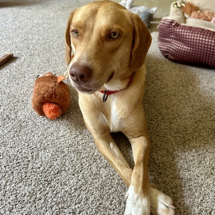Buddy Boy