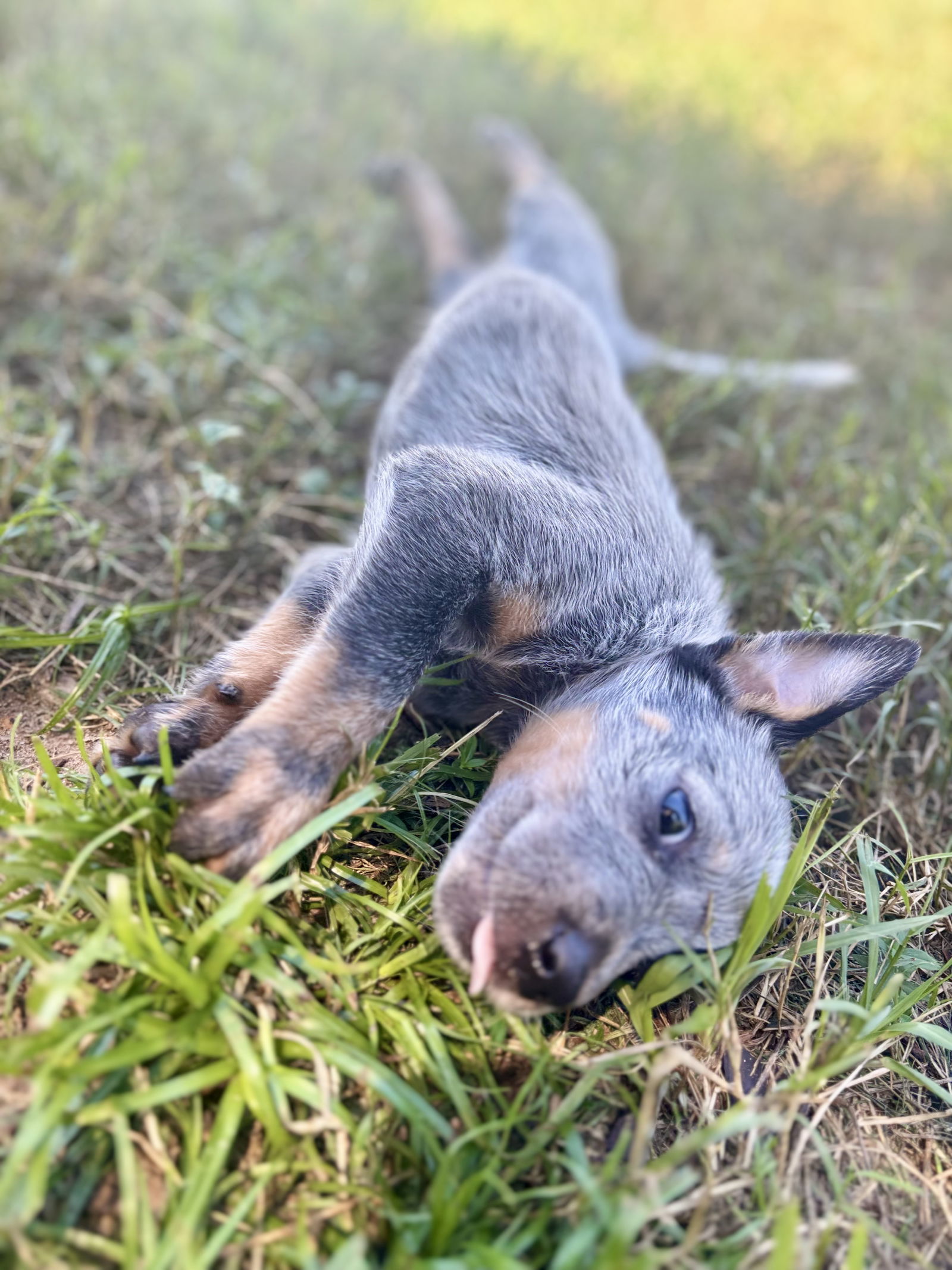 Merle
