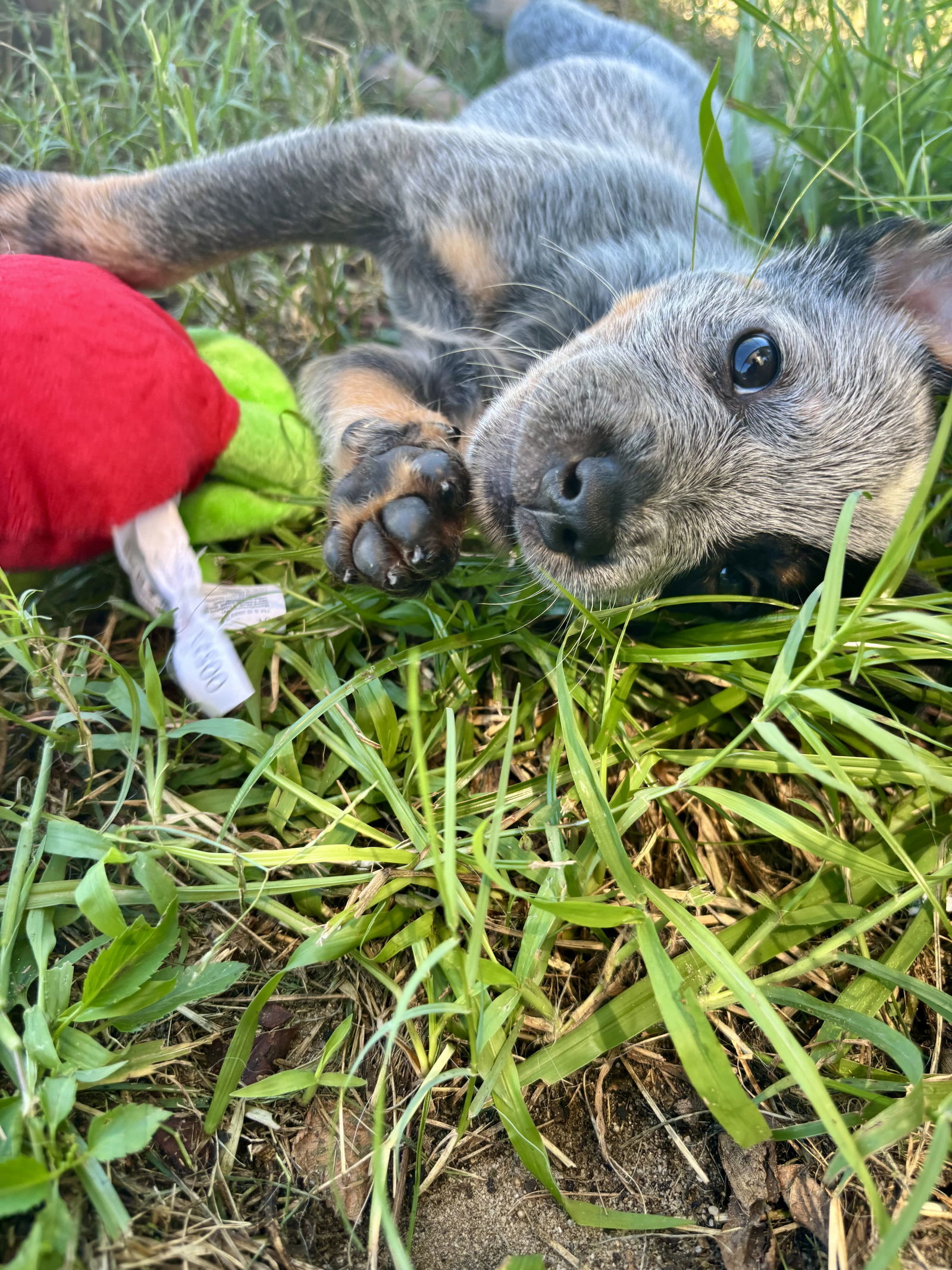 Merle