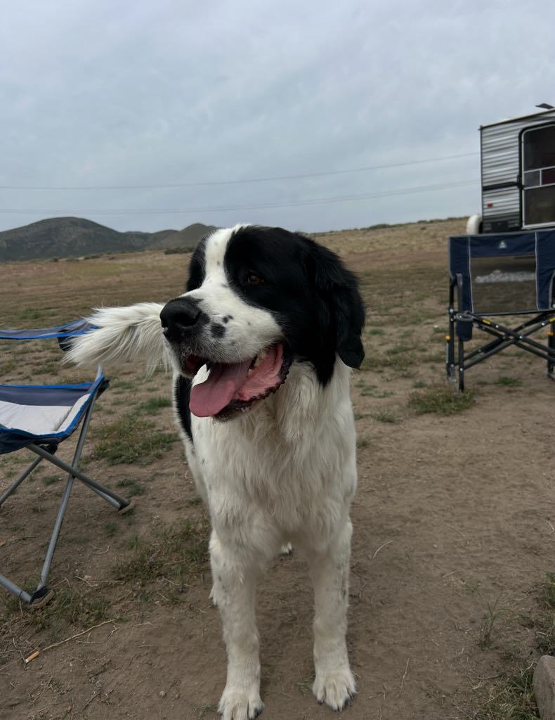 Duke NEWF, an adoptable Newfoundland Dog in Midway, UT, 84049 | Photo Image 1