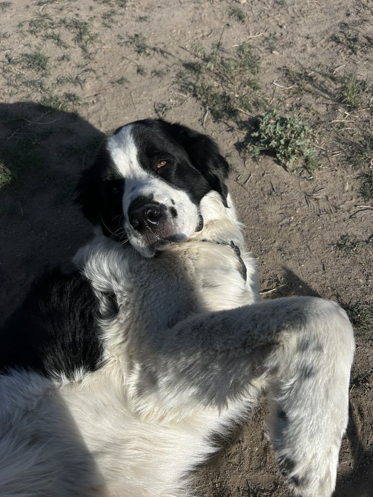Duke NEWF, an adoptable Newfoundland Dog in Midway, UT, 84049 | Photo Image 2