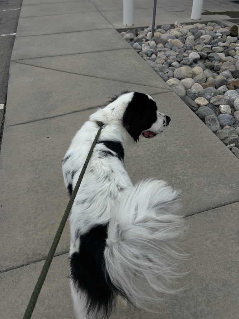 Duke NEWF, an adoptable Newfoundland Dog in Midway, UT, 84049 | Photo Image 3