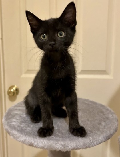 Bud (pre adopt)