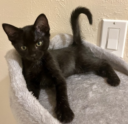 Bud (pre adopt)