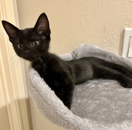 Bud (pre adopt)