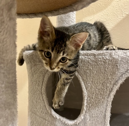 Emmy (pre adopt)
