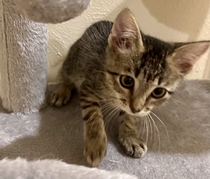 Emmy (pre adopt)