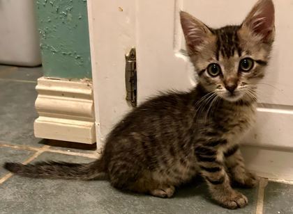 Emmy (pre adopt)