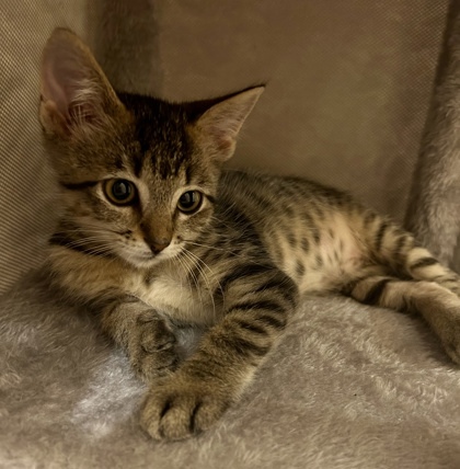 Estee (pre adopt)