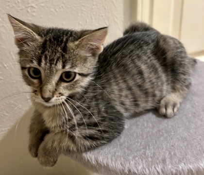 Estee (pre adopt)