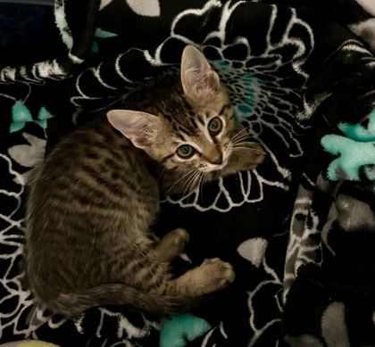 Estee (pre adopt)