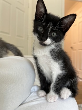 Andi (pre-adopt)