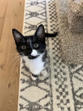 Andi (pre-adopt)