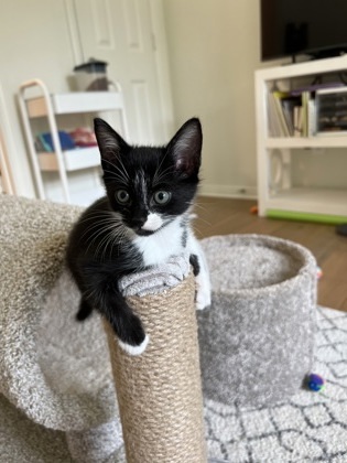 Andi (pre-adopt)