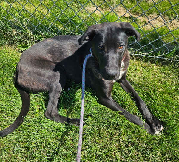 Stephanie, an adoptable Mixed Breed in Spokane Valley, WA, 99212 | Photo Image 1