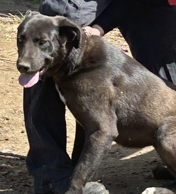 Stephanie, an adoptable Mixed Breed in Spokane Valley, WA, 99212 | Photo Image 2