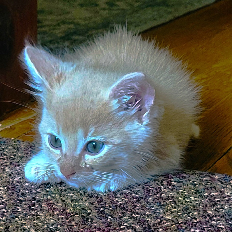 Fred
