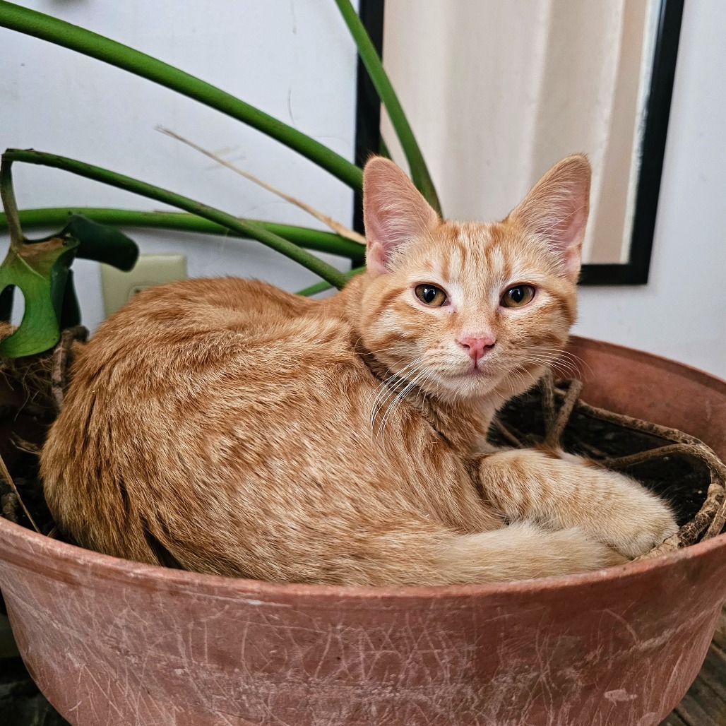 Everest, an adoptable Domestic Short Hair in Wichita, KS, 67208 | Photo Image 1