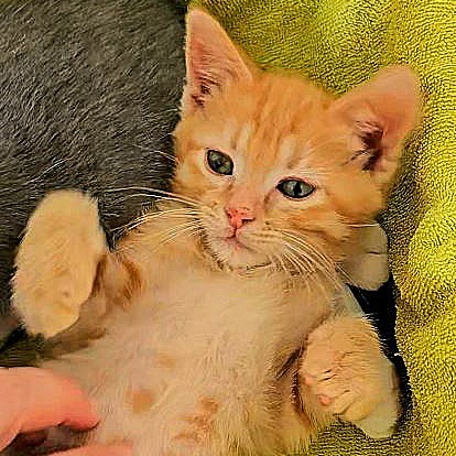 Everest, an adoptable Domestic Short Hair in Wichita, KS, 67208 | Photo Image 2