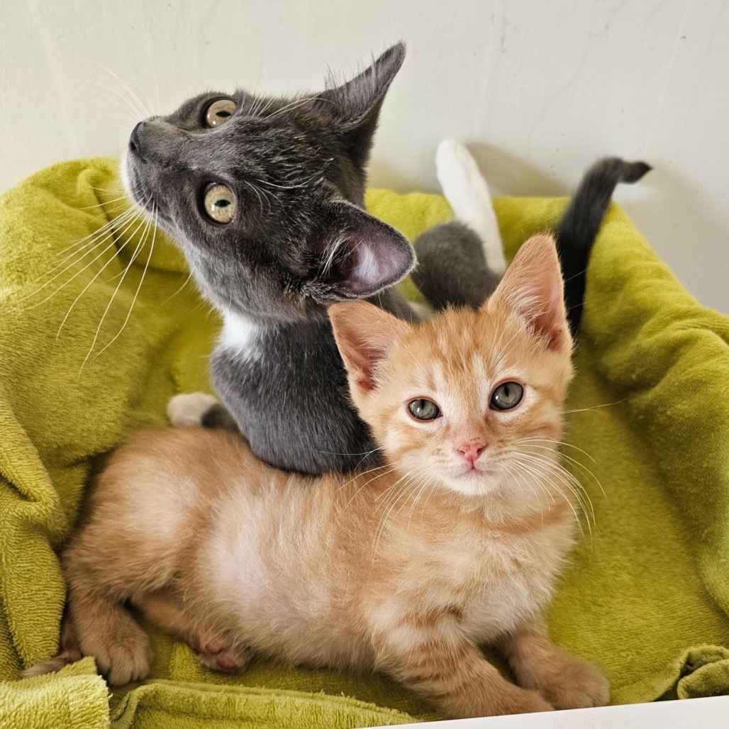 Everest, an adoptable Domestic Short Hair in Wichita, KS, 67208 | Photo Image 3