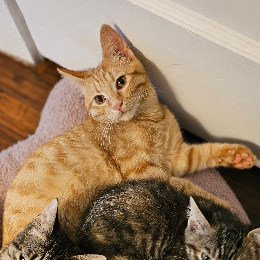 Everest, an adoptable Domestic Short Hair in Wichita, KS, 67208 | Photo Image 4