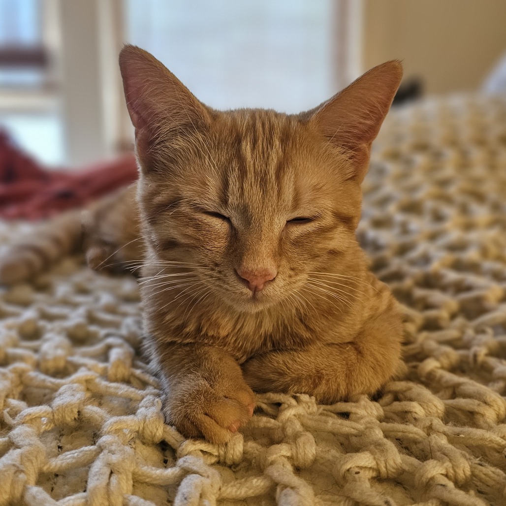 Everest, an adoptable Domestic Short Hair in Wichita, KS, 67208 | Photo Image 5