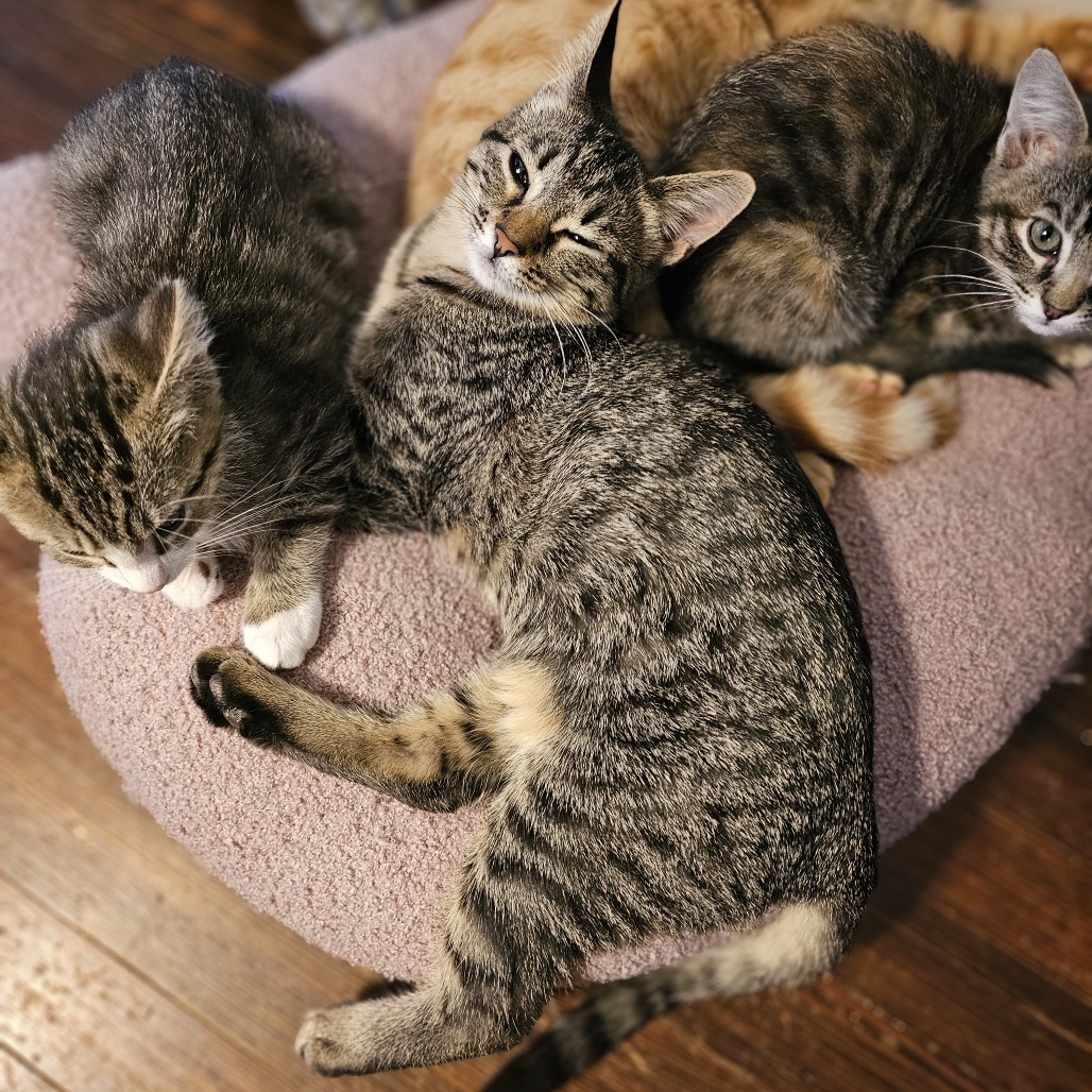 Annapurna, an adoptable Domestic Short Hair in Wichita, KS, 67208 | Photo Image 1