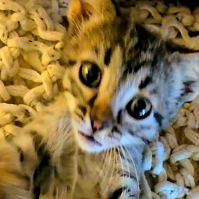 Annapurna, an adoptable Domestic Short Hair in Wichita, KS, 67208 | Photo Image 2