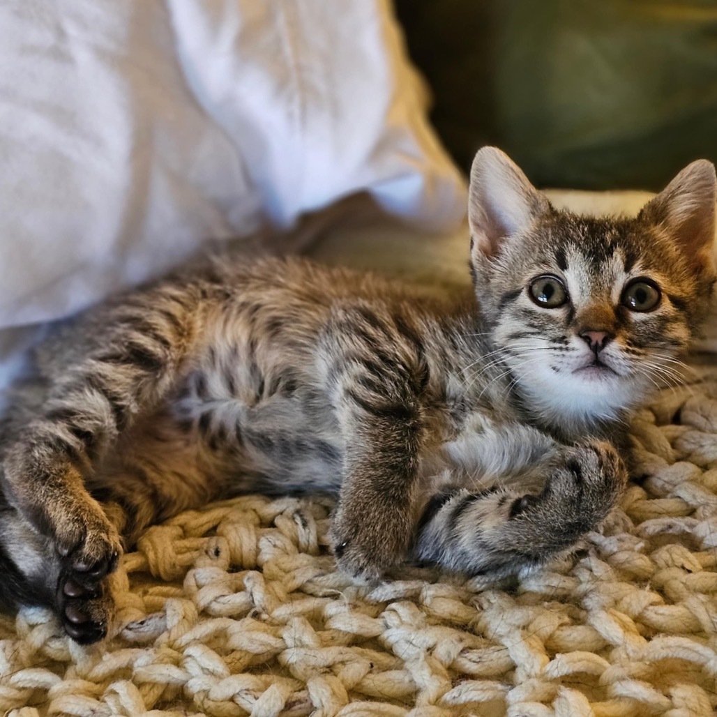 Annapurna, an adoptable Domestic Short Hair in Wichita, KS, 67208 | Photo Image 3