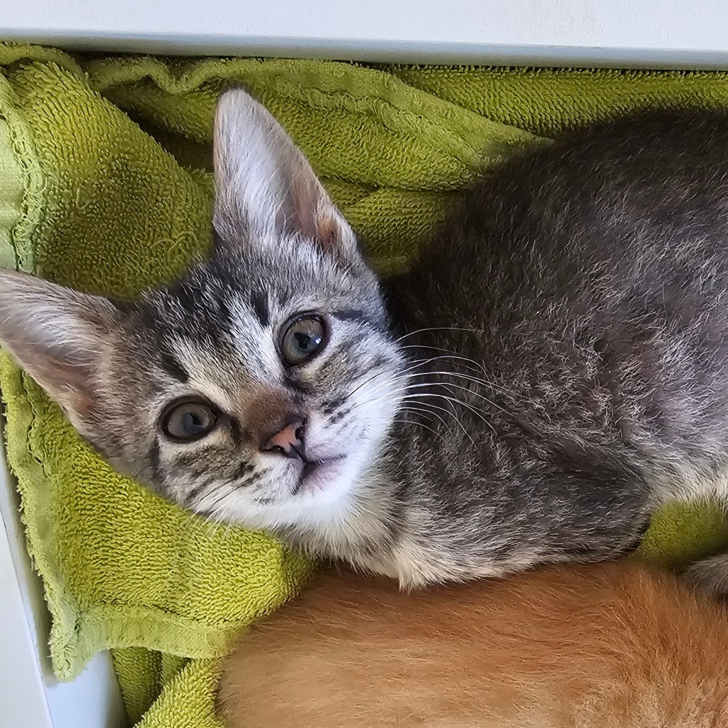 Annapurna, an adoptable Domestic Short Hair in Wichita, KS, 67208 | Photo Image 4